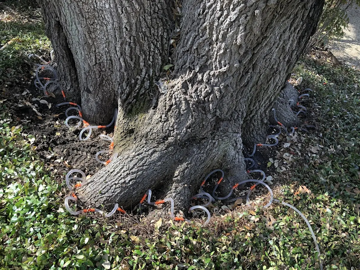Detailed Tree Cabling and Bracing job site in Bellefontaine