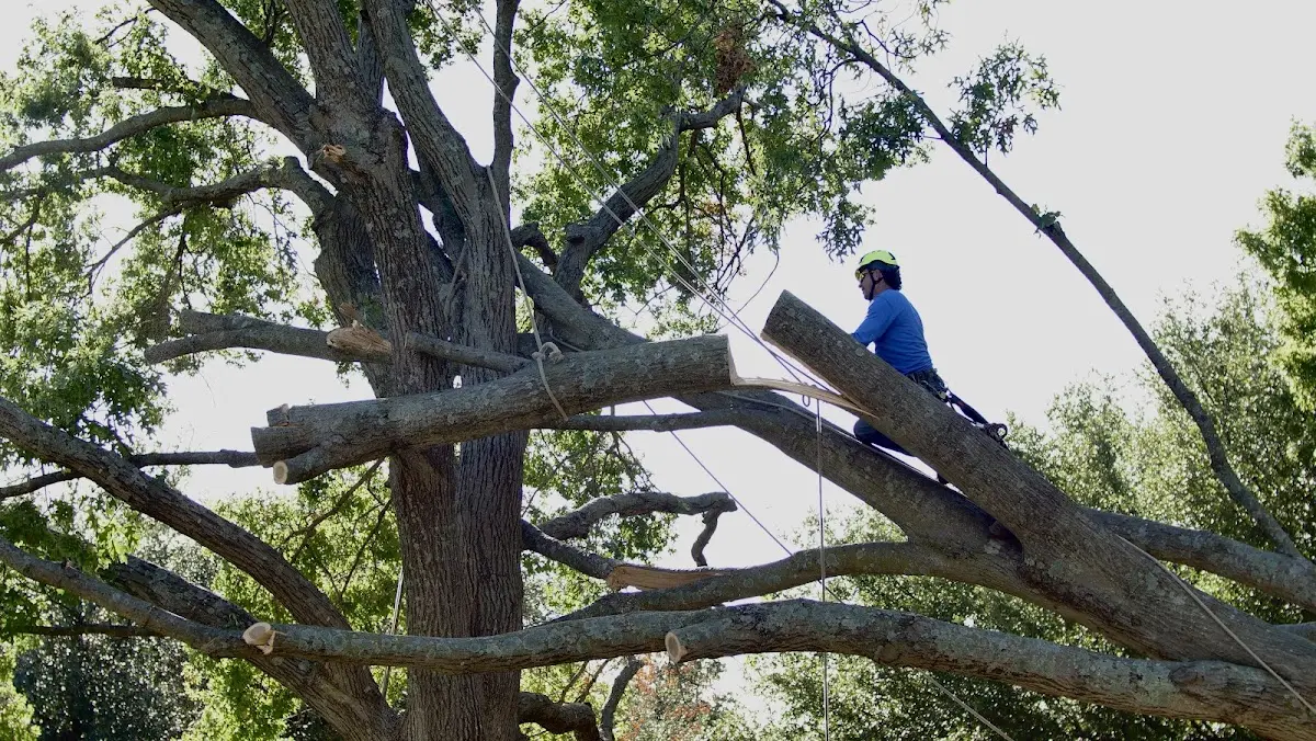 Professional Crown Thinning performed by certified arborists in Bellefontaine