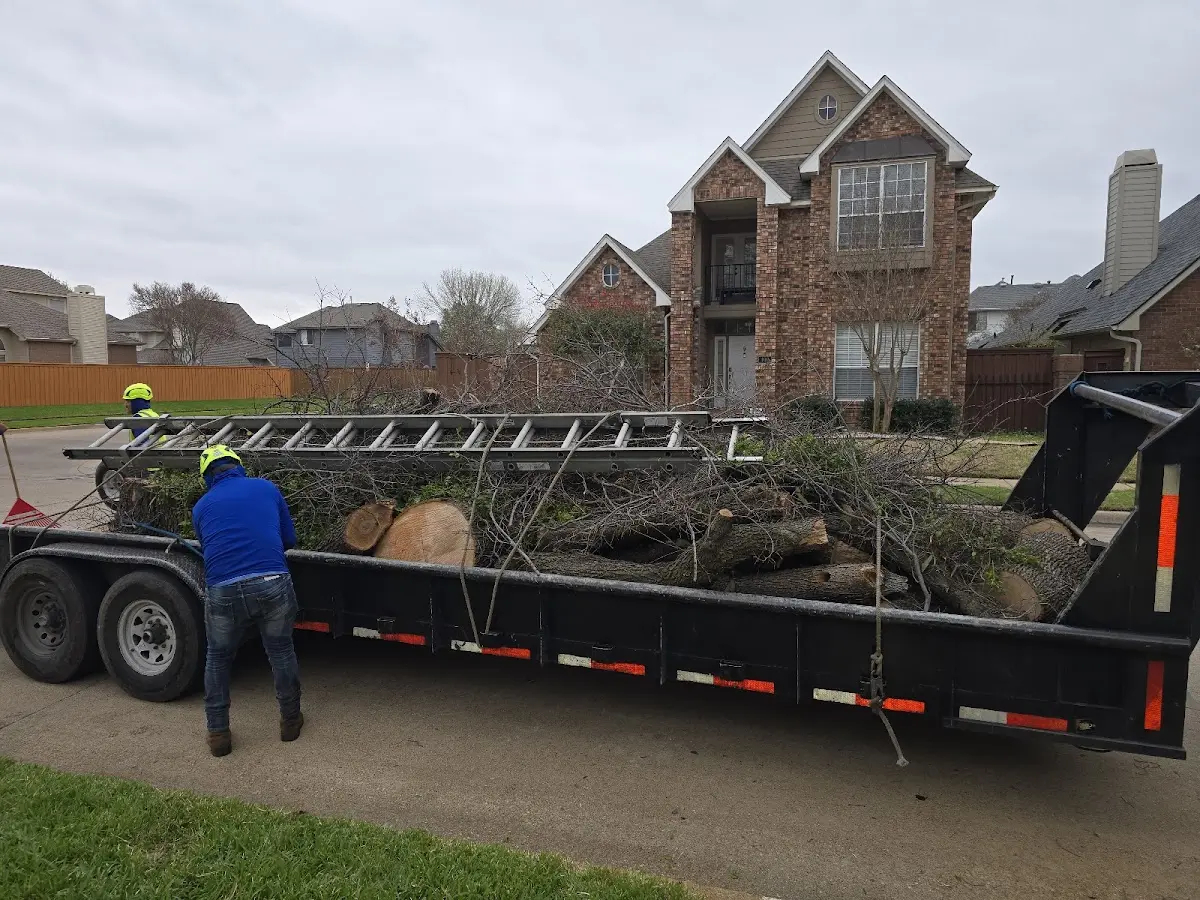 Expert Tree Removal with proper safety equipment in Bellefontaine
